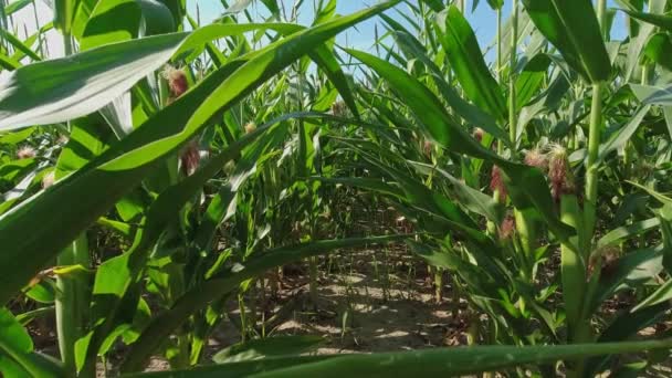 Close Growing Young Maize Corn Seedling Plants Cultivated Agricultural Countryside — Stok video
