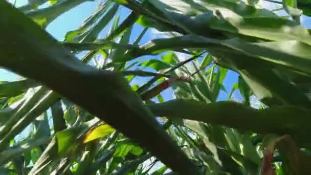 Close Growing Young Maize Corn Seedling Plants Cultivated Agricultural Countryside — Stok Video