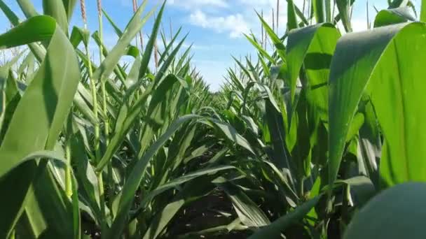 Close Growing Young Maize Corn Seedling Plants Cultivated Agricultural Countryside — Stockvideo