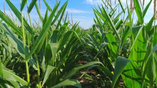Close Growing Young Maize Corn Seedling Plants Cultivated Agricultural Countryside — Wideo stockowe