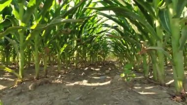 Corn maize close up, agriculture field, young green corn seedling crops, sprouts, and shoots planted in rows in the farm. Inspection of soil ground and health of roots with stems. Growing corn.
