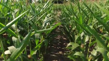 Corn maize close up, agriculture field, young green corn seedling crops, sprouts, and shoots planted in rows in the farm. Inspection of soil ground and health of roots with stems. Growing corn.