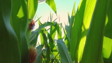 Young corn seedling field. Maize leaves moving slowly on sun rays. Corn lush and stems blowing by the wind and summer sun leak flicker. Agriculture and harvest concept.