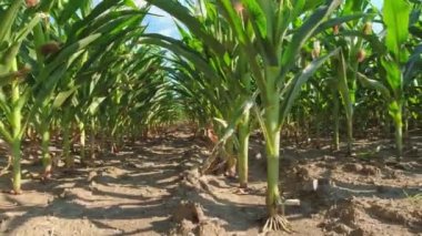 Examination of young seedling cobs of unripe corn inside cornfield, view from soil or ground to the sky. Middle of a corn field leaves and lush moving slowly from wind. Unique perspective view.
