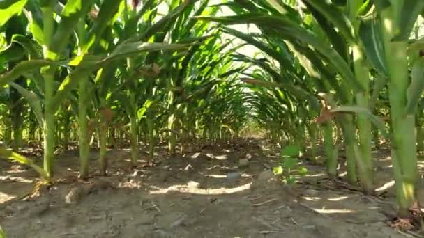 Corn Maize Close Agriculture Field Young Green Corn Seedling Crops — 图库视频影像