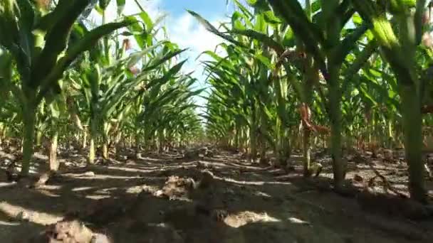 View Corn Plants Blue Sky Slow Motion Movement Corn Crops — Video