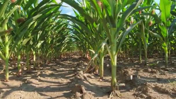 Examination Young Seedling Cobs Unripe Corn Cornfield View Soil Ground — 图库视频影像