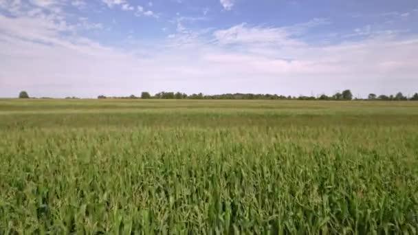 Сільське Господарство Листя Розсади Кукурудзи Сонячний День Кукурудзяні Плантації Зеленими — стокове відео