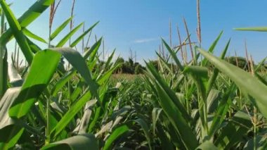 Close up of growing young maize of corn seedling plants cultivated on agricultural countryside farmland. Inspection of crops on sunny day. Wind movement in green corn field. Food agriculture.