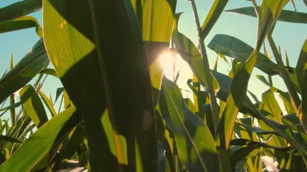 Young Corn Seedling Field Maize Leaves Moving Slowly Sun Rays — Vídeos de Stock