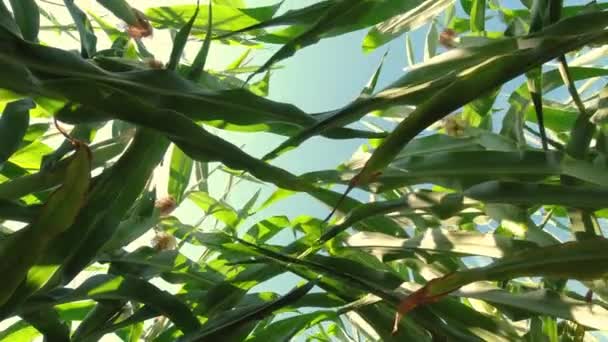 View Corn Plants Blue Sky Slow Motion Movement Corn Crops — Video