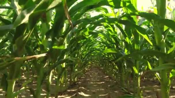 View Corn Plants Blue Sky Slow Motion Movement Corn Crops — Vídeo de stock