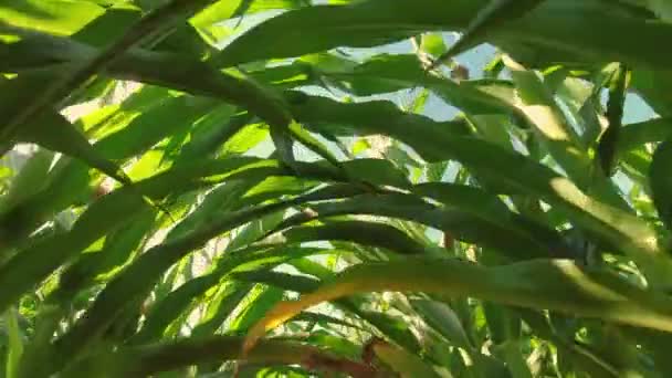 Θέα Από Κάτω Φυτά Καλαμποκιού Και Γαλάζιο Ουρανό Αργή Κίνηση — Αρχείο Βίντεο