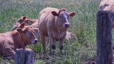 Free range cows herd in the farm field, domestic cattle. Animal husbandry. Cows resting and grazing at the meadow at hot summer day. Agricultural industry.