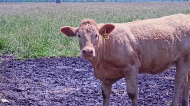 Cow Looking Camera Curious Free Range Cows Countryside Walking Farm — Stock Video