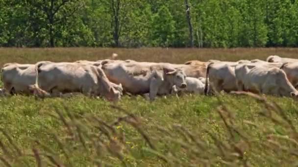 Cows Feed Pasture Grass Free Range Dairy Cows Herd Graze — 图库视频影像
