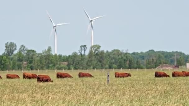 Cows Feed Pasture Grass Free Range Dairy Cows Herd Graze — Stok video