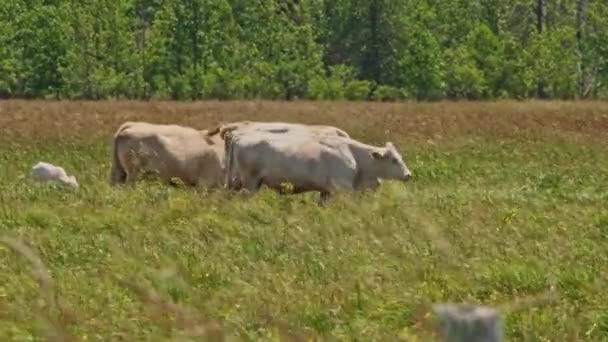 Free Range Cows Farm Field Grazing Grass Pasture Farming Agriculture — Vídeo de Stock
