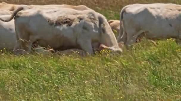 Free Range Cows Farm Field Grazing Grass Pasture Farming Agriculture — Stock video