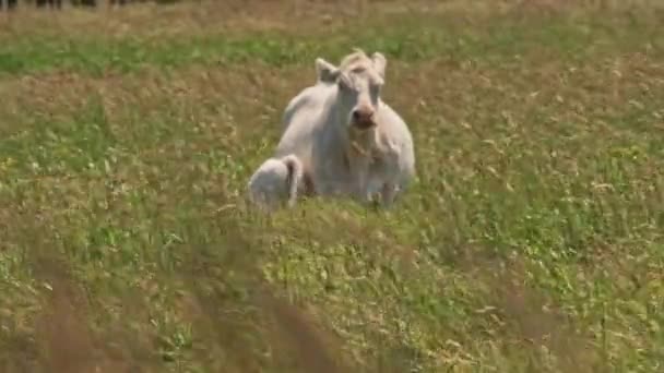 Free Range Dairy Cow Its Baby Calf Grazing Green Grass — Αρχείο Βίντεο