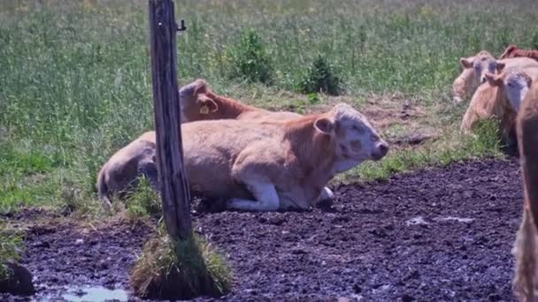 Cows Herd Resting Grazing Free Range Field Hot Summer Day — Wideo stockowe