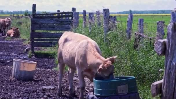 Free Range Cow Green Farm Meadow Pasture Hot Summer Free — Stockvideo
