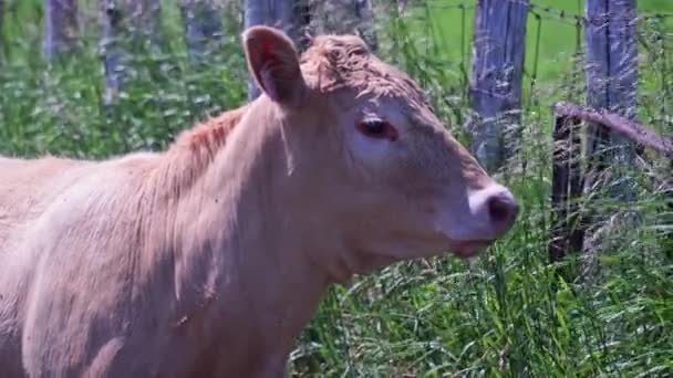 Close Cows Heads Resting Grazing Free Range Field Hot Summer — стоковое видео