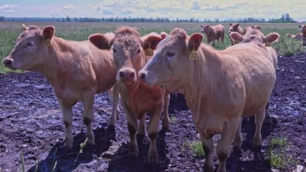Crowd Free Range Cows Green Farm Meadow Pasture Hot Summer — Stok video