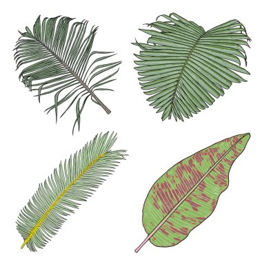 El yapımı tropik palmiye yaprakları ve orman bitkileri, gerçekçi tropikal yapraklar çok detaylı renkli bitki koleksiyonu. Güzellik ürünleri için botanik öğeleri. Vektör. 