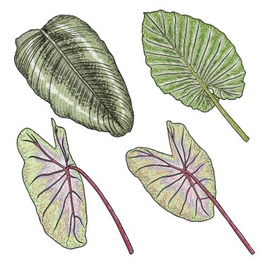 Fil Kulağı 'nın yeşil yaprağı ya da Dev Taro seti, Alocasia odora türleri, tropikal yağmur ormanları yeşillik bahçesi bitkisi. Çiçek yeşili egzotik yapraklar. Vektör.