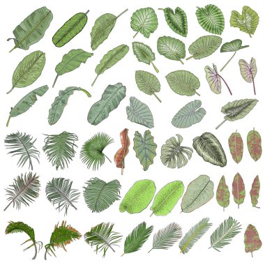 Hand drawn tropical palm leaves and jungle plants set, realistic set of tropical leaves. Very detailed colorful plants collection. Botanical elements for beauty care products. Vector.  clipart
