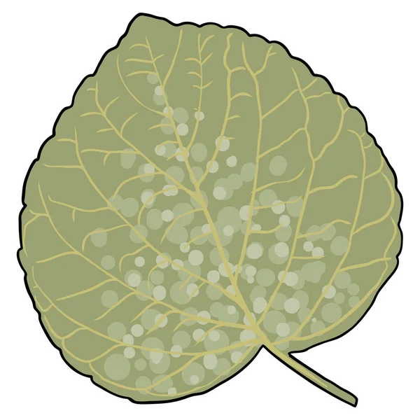 Varios Tipos Hoja Planta Del Bosque Silvestre Trollius Mayapple Ligularia — Archivo Imágenes Vectoriales