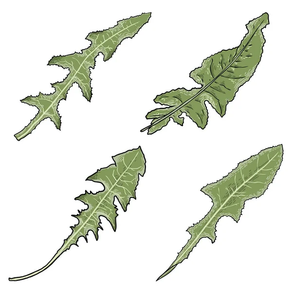 タンポポの緑の葉またはTaraxacumのセット 多年草はアザミの葉を播種します Sonchus Arvensis フィールドミルクアザミの植物のコレクション ダイドルや雑草と呼ばれる ベクトル — ストックベクタ