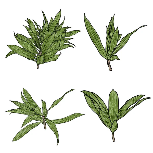 緑の葉を持つDracaena Reflexa枝のセット インドの植物葉の歌のコレクション 観葉植物 ベクトル — ストックベクタ