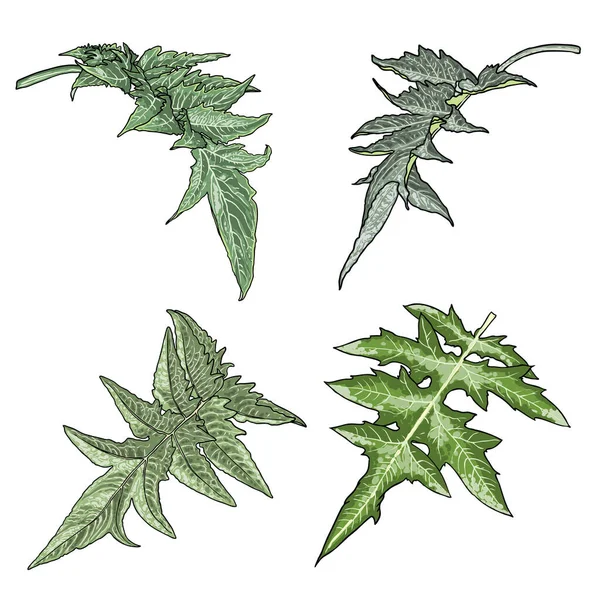 アーティチョークの葉のセット 多年生のカルドンまたはシナラカルドゥンキュルス 葉茎の食事に使用されます 棘の収集 灰色の緑色の葉常緑です ベクトル — ストックベクタ