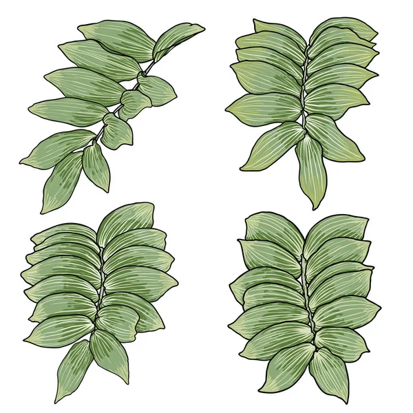 ソロモンの封印の植物の葉のセット 葉のコレクションと手描きの植物の枝 ベクトル — ストックベクタ