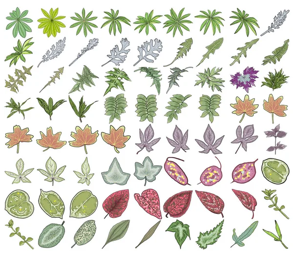 Blättersatz Zierpflanzenblatt Zweige Und Zweige Handgezeichnetes Kräuterset Üppige Und Elegante — Stockvektor