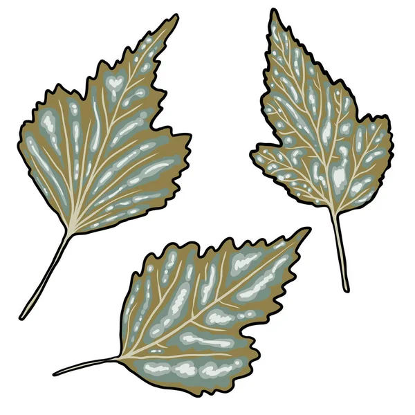 緑の森のシダのセットは 手描きの芸術の葉 本物の自然の葉で作られた 都市景観や庭園のために家畜化された装飾 公園の森林植物 葉や若いシダ ベクトル — ストックベクタ