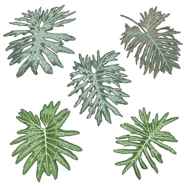 Philodendron SelloumまたはSplit Leaf Philodendronのセット フィロデンドロンホープというエキゾチックな熱帯の葉のコレクション 緑の葉ベクトル — ストックベクタ