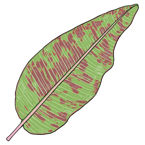 Hojas Tropicales Exóticas Selva Hoja Palma Natural Verde Roja Sobre — Archivo Imágenes Vectoriales