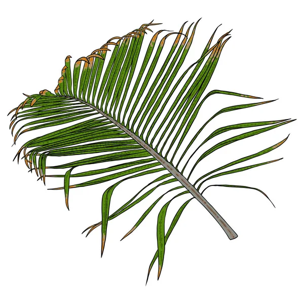Orman Egzotik Tropikal Yapraklar Beyaz Arka Planda Yeşil Palmiye Yaprağı — Stok Vektör