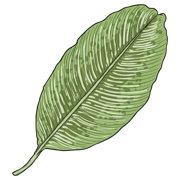 Botanisches Handgezeichnetes Bananenblatt Bananenblätter Palmzweig Tropisches Element Fruchtbusch Blätter Zeichnung — Stockvektor