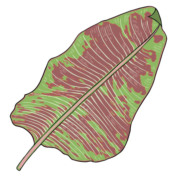 Jungle Exotique Feuilles Tropicales Vert Rouge Feuille Palmier Naturel Sur — Image vectorielle