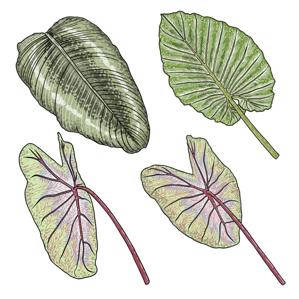 Frunza Verde Elefant Ureche Sau Gigant Taro Set Alocasia Odora — Vector de stoc