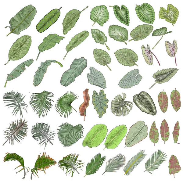 Χειροποίητα Τροπικά Φύλλα Φοίνικα Και Φυτά Ζούγκλας Σετ Ρεαλιστικό Σύνολο — Διανυσματικό Αρχείο