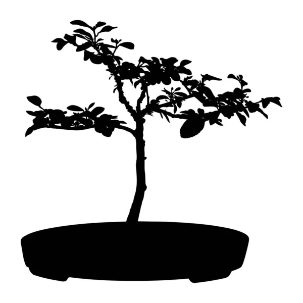 Bonsai Japanese Tree Silhouette Growing Pot Container Drawing Real Tree — Stock Vector