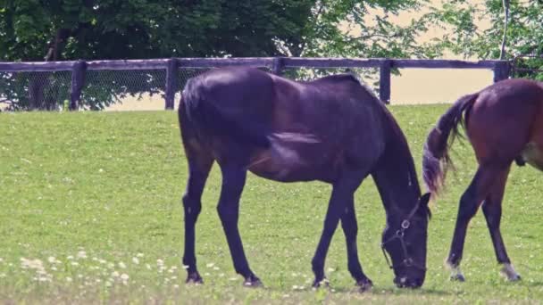 Avelshästar Betar Gröna Sommarängsfält Bruna Hästar Äter Grönt Gräs Jordbruksmarkerna — Stockvideo