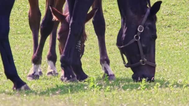 Cavalos Pastando Prado Dia Ensolarado Verão Imagens Pasto Verão Enquanto — Vídeo de Stock