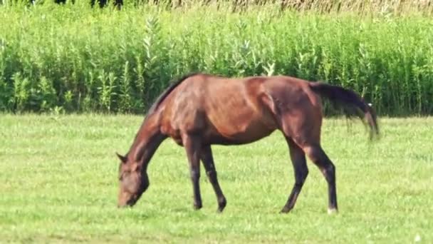 棕色的母马穿过青山的田野 加拿大的家畜 炎炎夏日 马儿在草地上吃草 — 图库视频影像