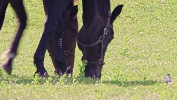 Brązowe Konie Przez Pole Zielonych Wzgórz Krajowe Zwierzę Rolne Kanadzie — Wideo stockowe